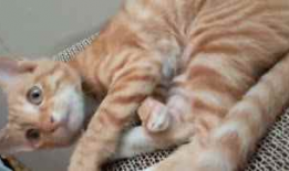 猫视频,猫视频里的趣味瞬间