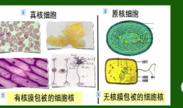 生物视频,生物视频深度解析